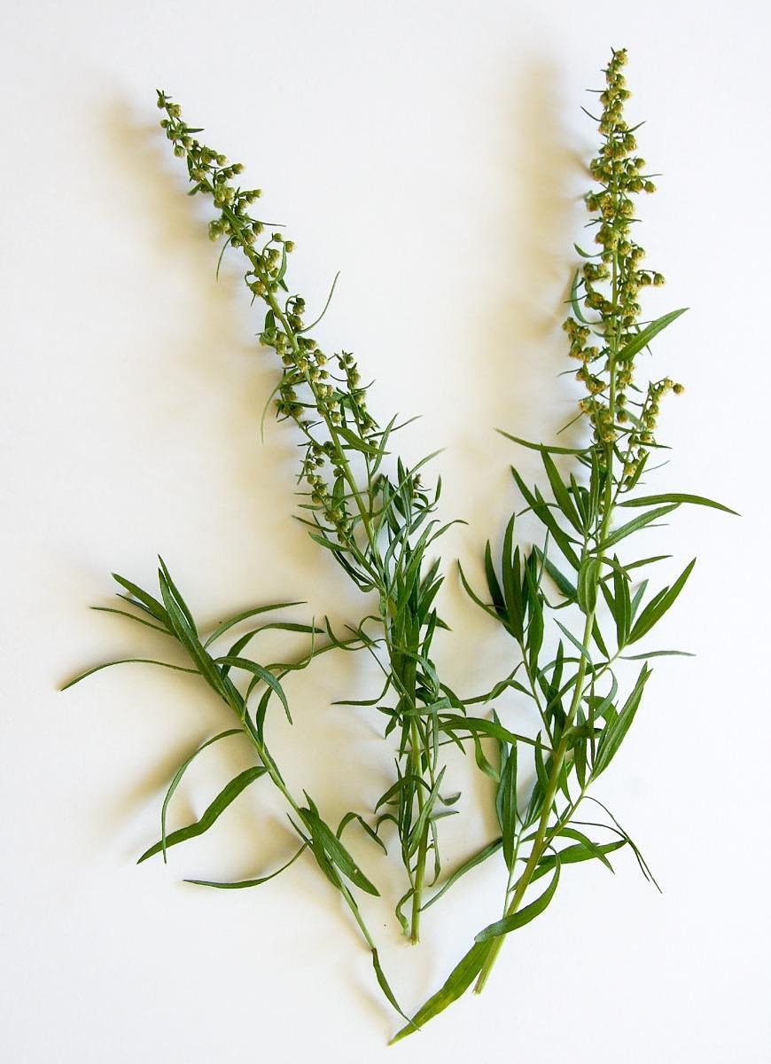 tarragon, seasoning, herbs, herb, plant, cook, food, meal, healthy, artemisia dracunculus, dragon, dragun, tarragon, tarragon, tarragon, tarragon, tarragon