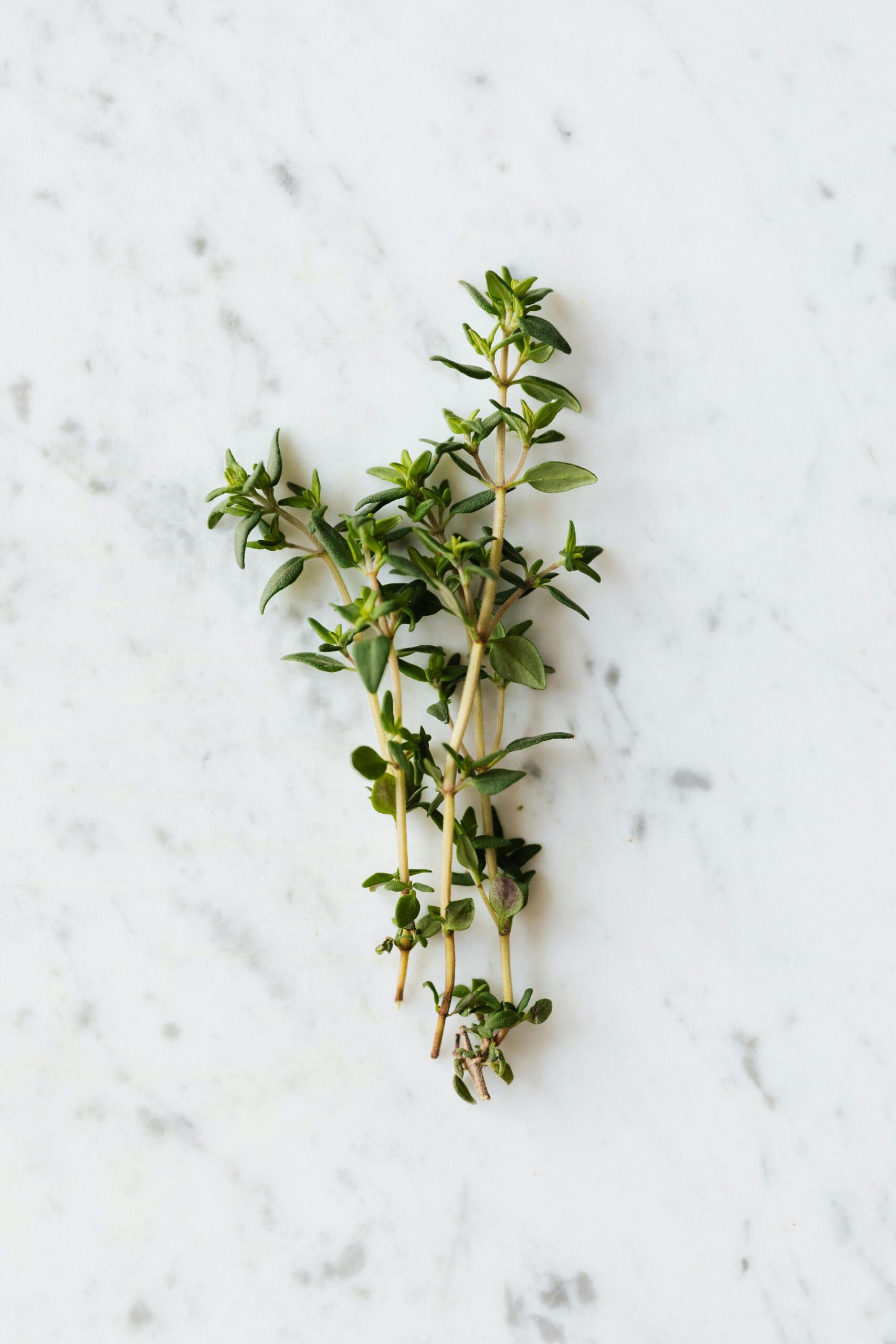 A sprig of fresh thyme displayed on a white marble texture background, viewed from above.